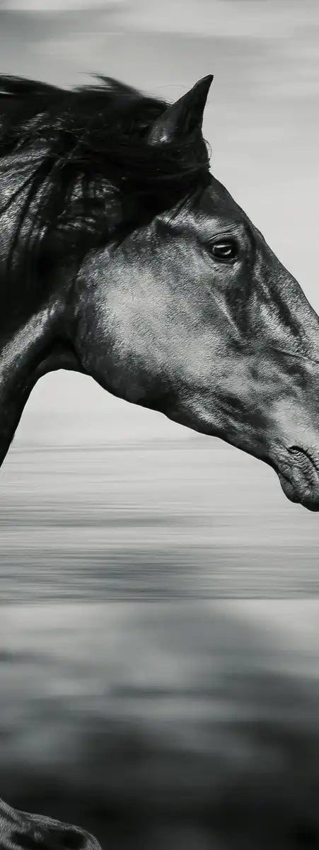 Thoroughbred Wall Art