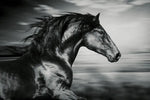Thoroughbred Wall Art