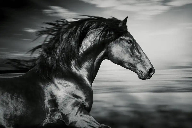 Thoroughbred Wall Art