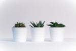 Three Succulents Wall Art