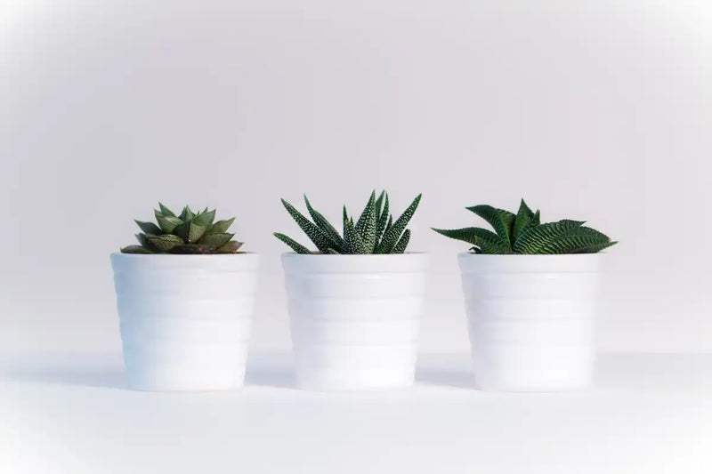 Three Succulents Wall Art