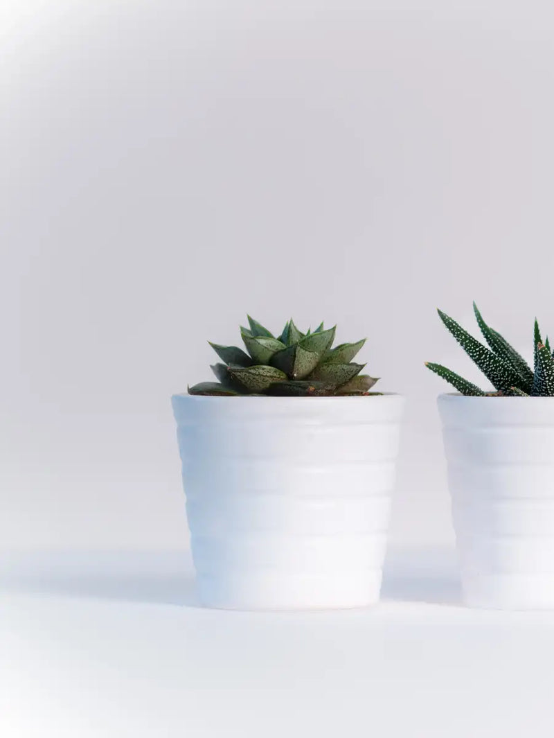 Three Succulents Wall Art