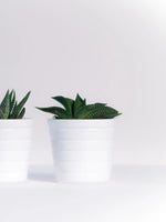 Three Succulents Wall Art