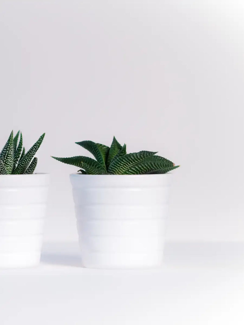 Three Succulents Wall Art