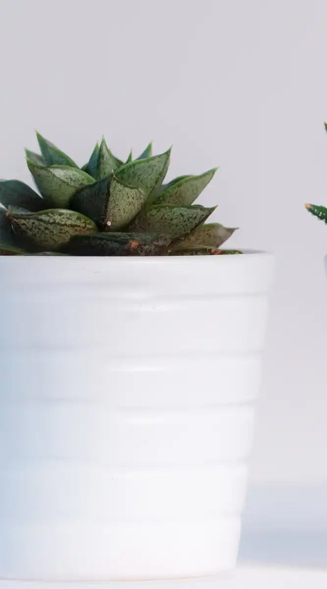 Three Succulents Wall Art
