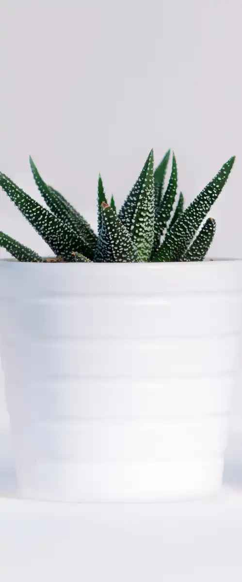 Three Succulents Wall Art