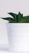 Three Succulents Wall Art
