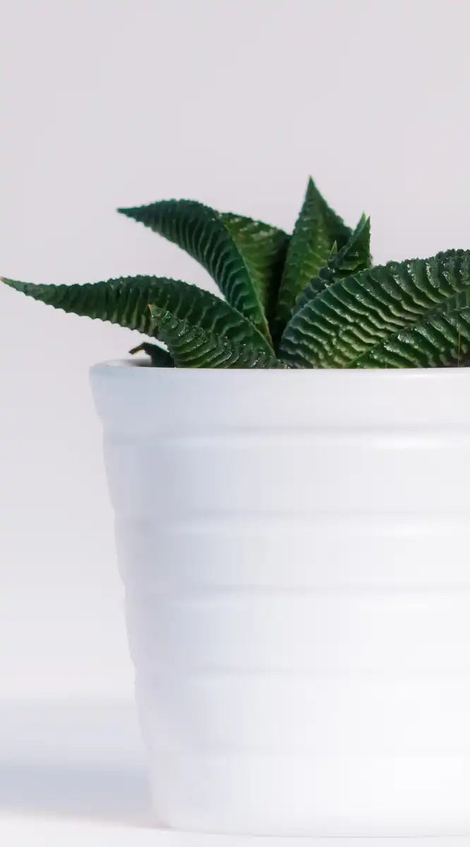 Three Succulents Wall Art