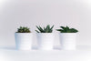 Three Succulents Wall Art