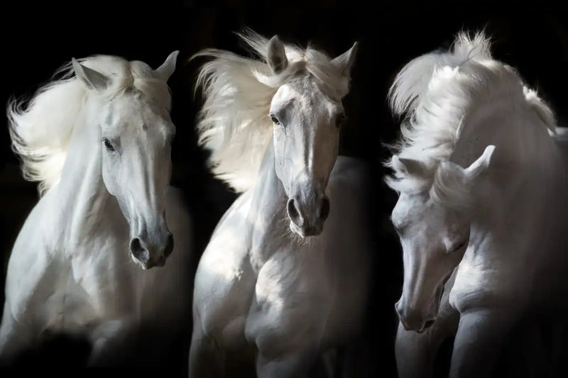 Three White Horses Wall Art