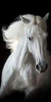Three White Horses Wall Art