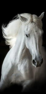 Three White Horses Wall Art