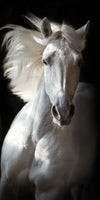 Three White Horses Wall Art