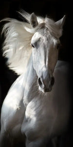 Three White Horses Wall Art
