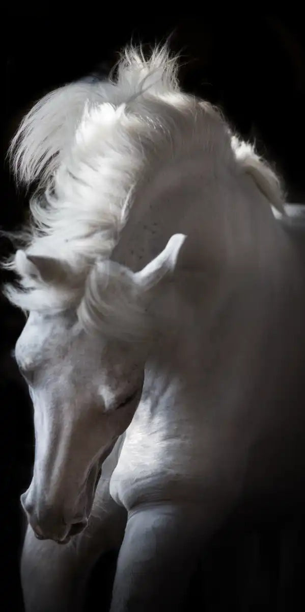 Three White Horses Wall Art
