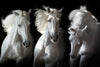 Three White Horses Wall Art