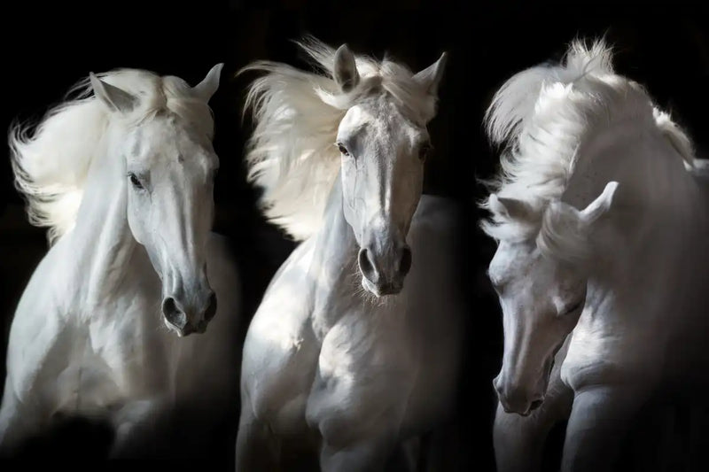 Three White Horses Wall Art