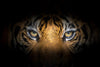 Tiger Gaze Wall Art