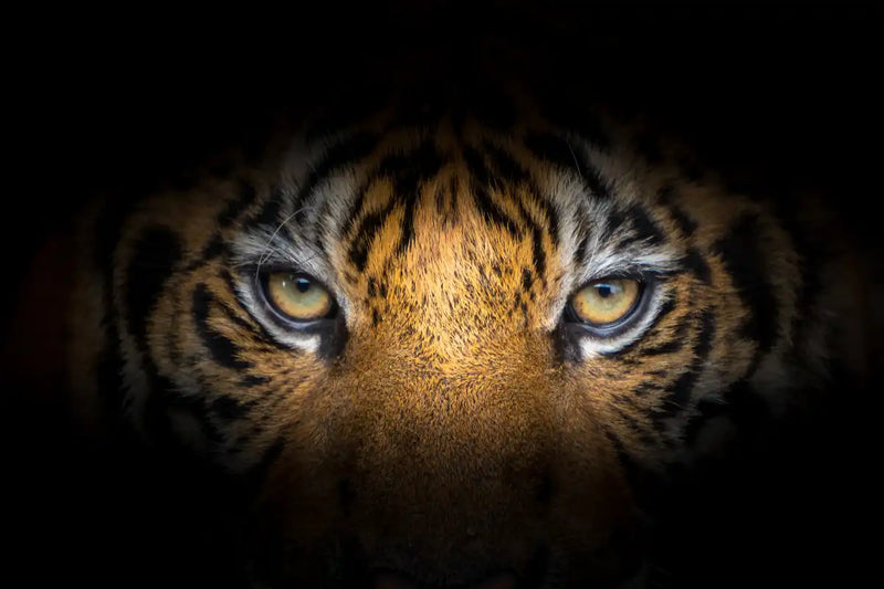 Tiger Gaze Wall Art