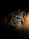 Tiger Gaze Wall Art