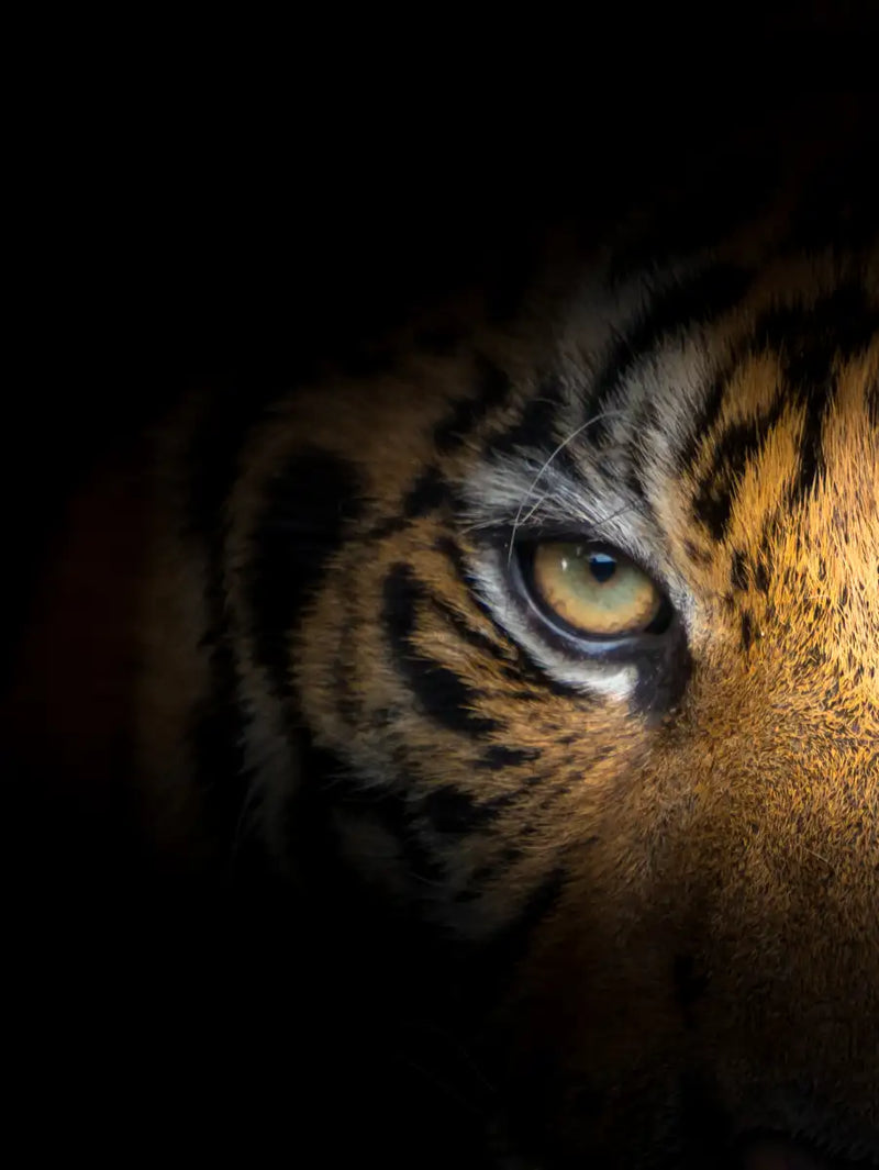 Tiger Gaze Wall Art