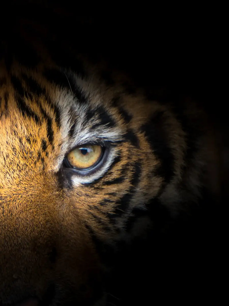 Tiger Gaze Wall Art