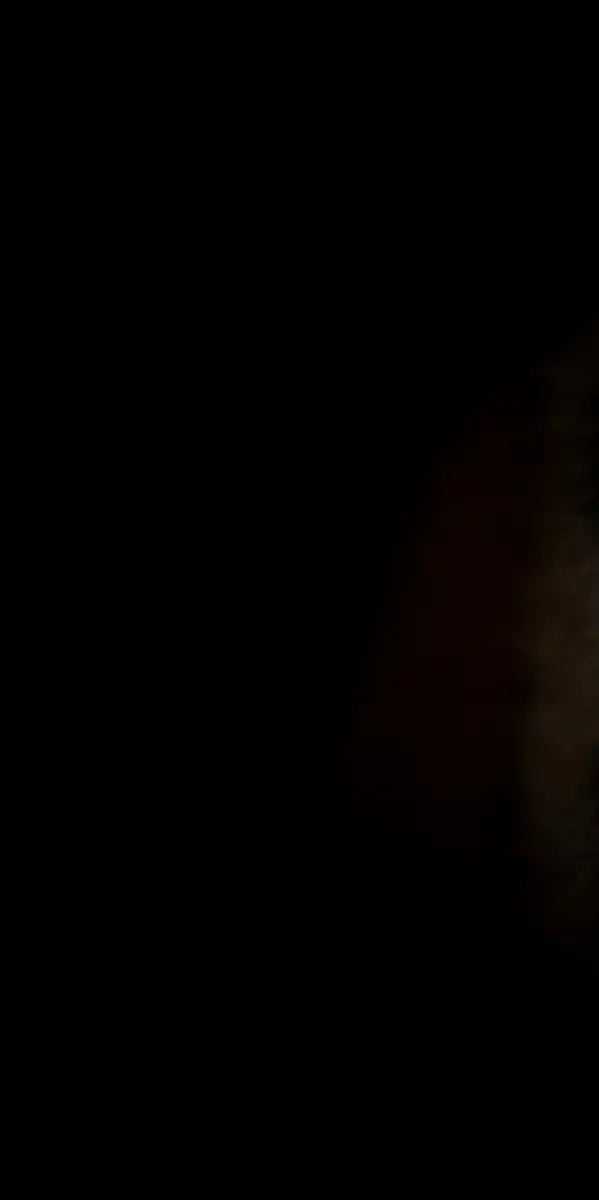 Tiger Gaze Wall Art
