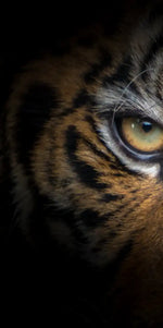 Tiger Gaze Wall Art