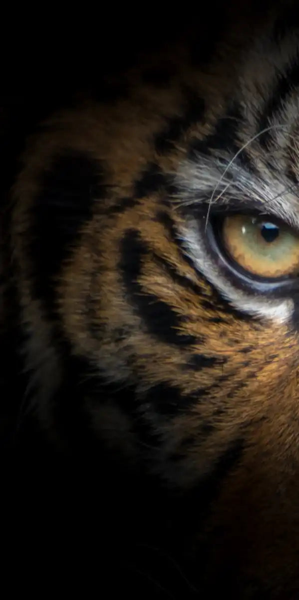 Tiger Gaze Wall Art