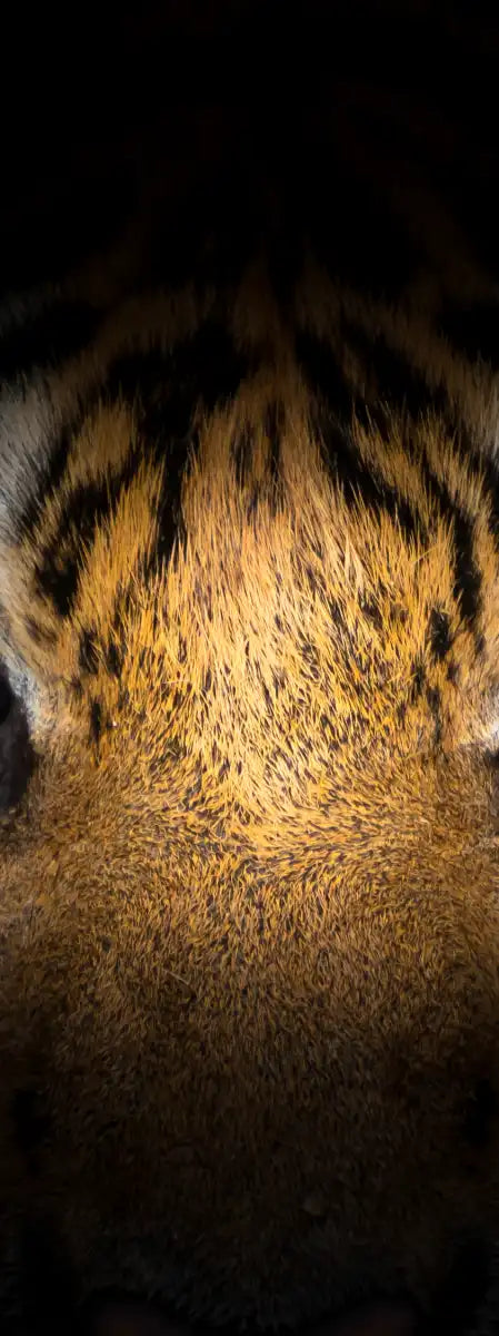 Tiger Gaze Wall Art