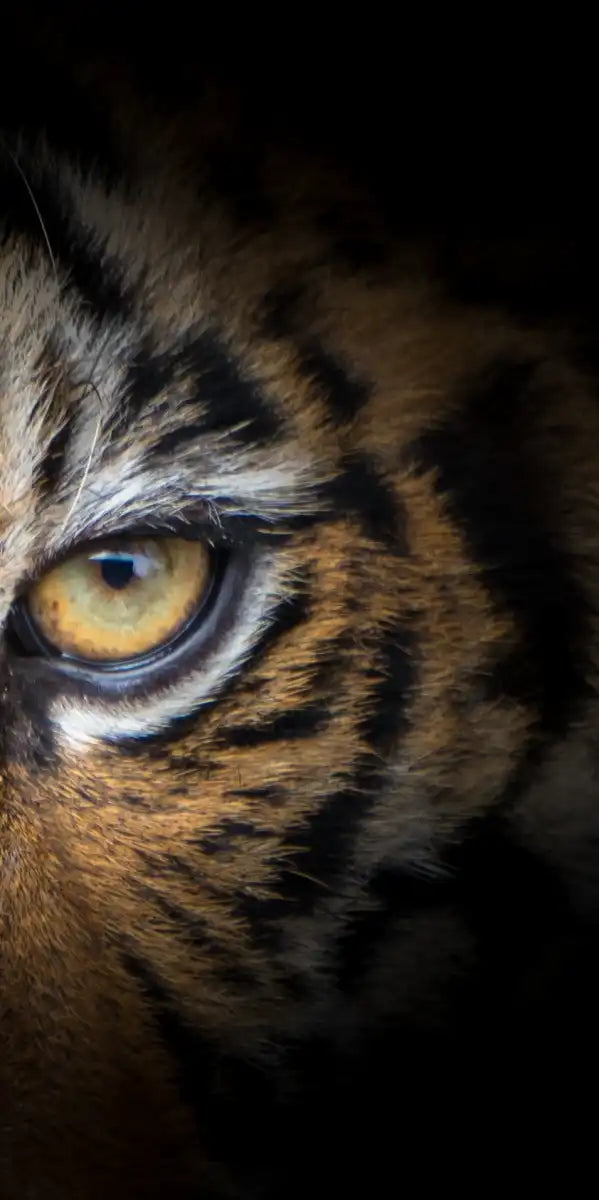 Tiger Gaze Wall Art