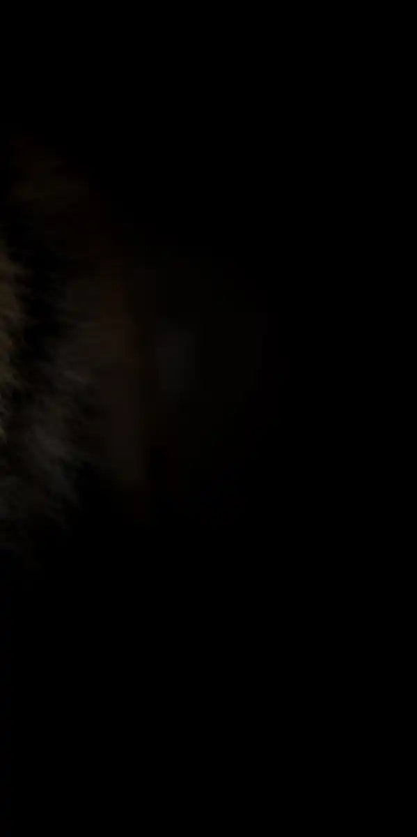 Tiger Gaze Wall Art