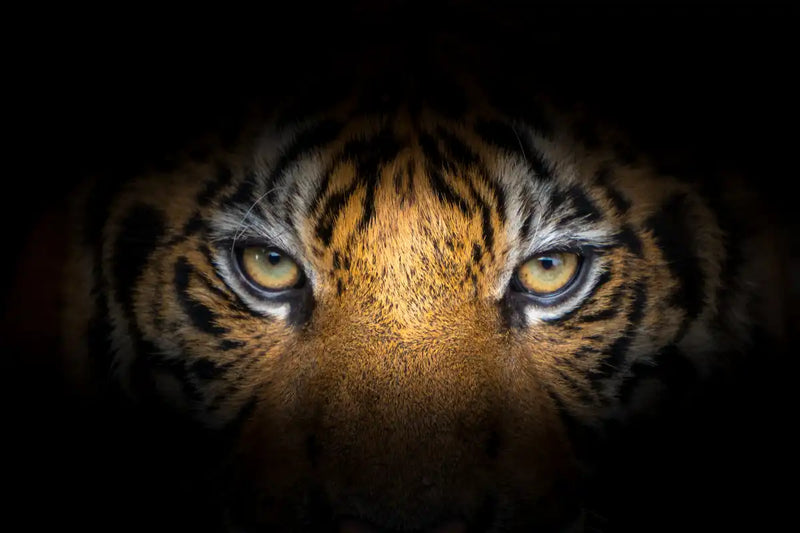 Tiger Gaze Wall Art