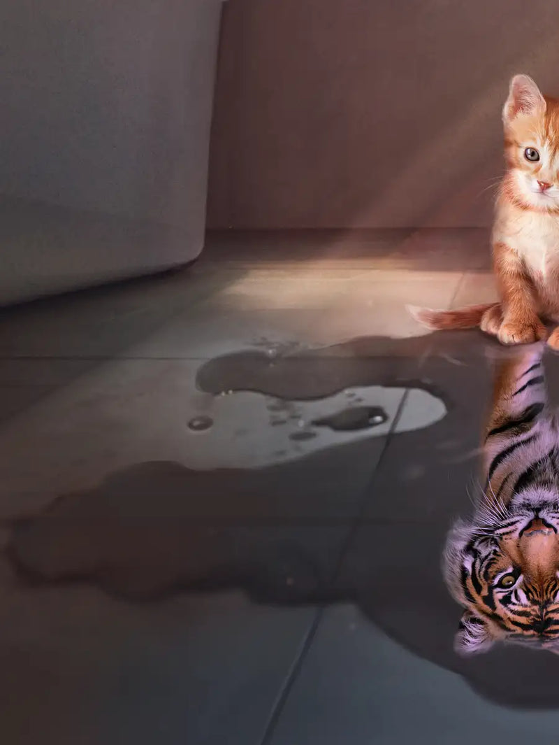 Tiger Kitty Wall Art