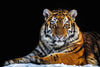 Tiger Snapshot Wall Art