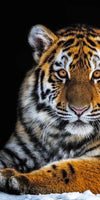 Tiger Snapshot Wall Art