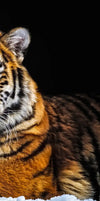 Tiger Snapshot Wall Art