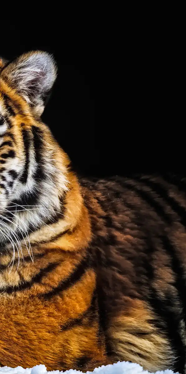 Tiger Snapshot Wall Art