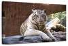 Resting White Tiger Wall Art