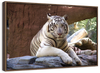 Resting White Tiger Wall Art
