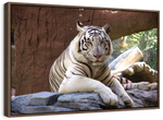 Resting White Tiger Wall Art