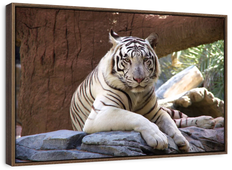Resting White Tiger Wall Art