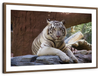 Resting White Tiger Wall Art