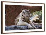Resting White Tiger Wall Art