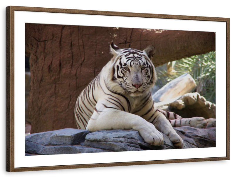 Resting White Tiger Wall Art