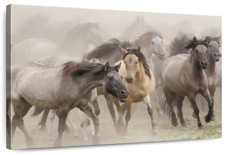 Wild Horse Stampede Wall Art