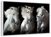 Three White Horses Wall Art