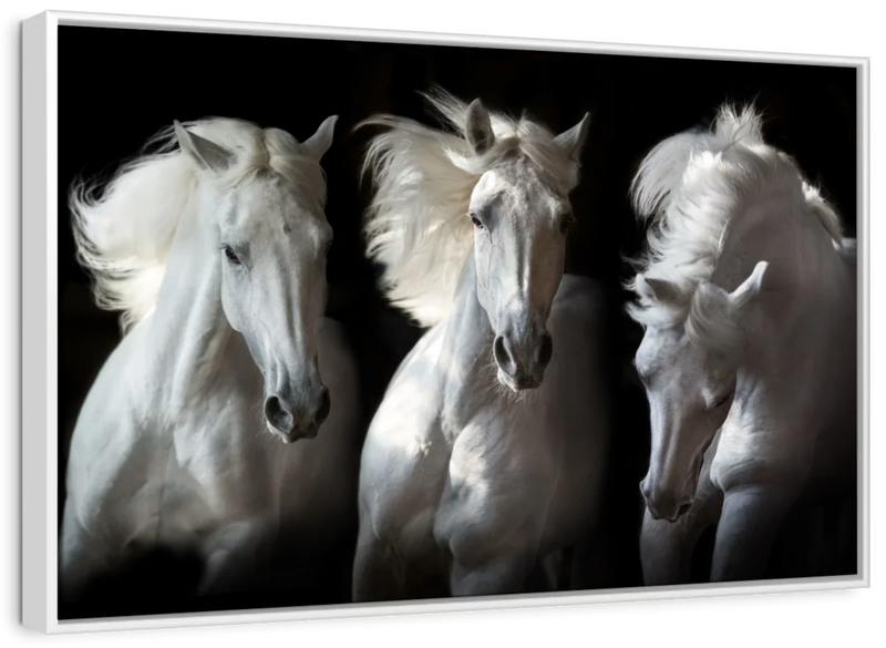 Three White Horses Wall Art