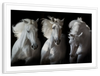 Three White Horses Wall Art