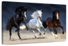 Wild Colorful Horses Wall Art